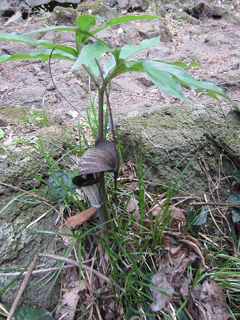 �E���V�}�\�E(�Y����)