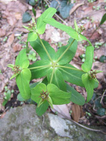 �i�c�g�E�_�C(�ē���) 