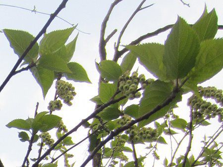 �L�u�V(�،ܔ{�q)