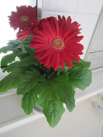 �K�[�x��(Gerbera)