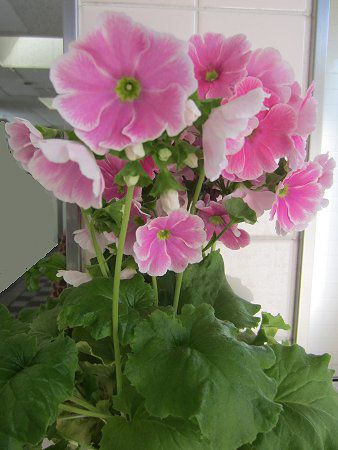 �v�������E�I�u�R�j�J(Primula obconica)