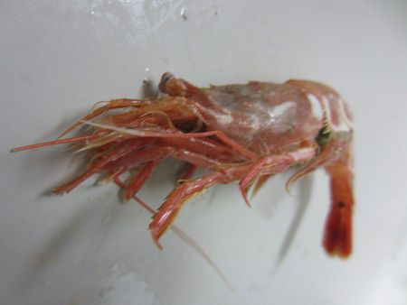 ガラエビ 柄海老 かぎけんweb