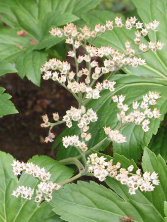 タンチョウソウ 丹頂草 かぎけんweb