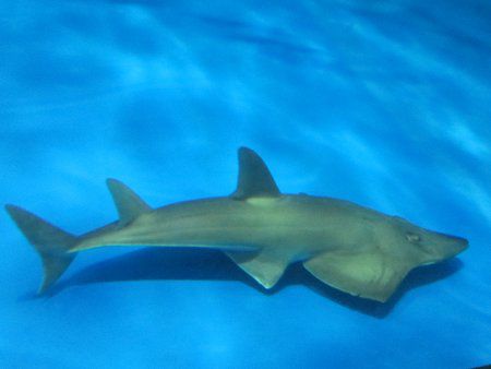 トンガリサカタザメ 尖坂田鮫 かぎけんweb