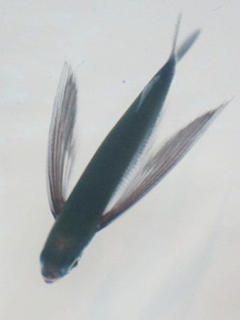 トビウオ 飛び魚 かぎけんweb トビウオ 飛び魚 かぎけんweb