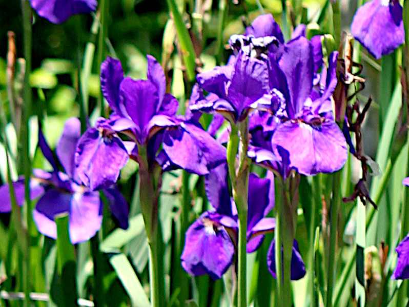 アヤメ（文目、綾芽)