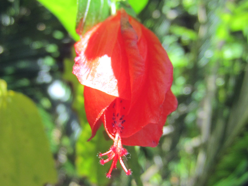 ウナズキヒメフヨウ 首肯き姫芙蓉 かぎけんweb