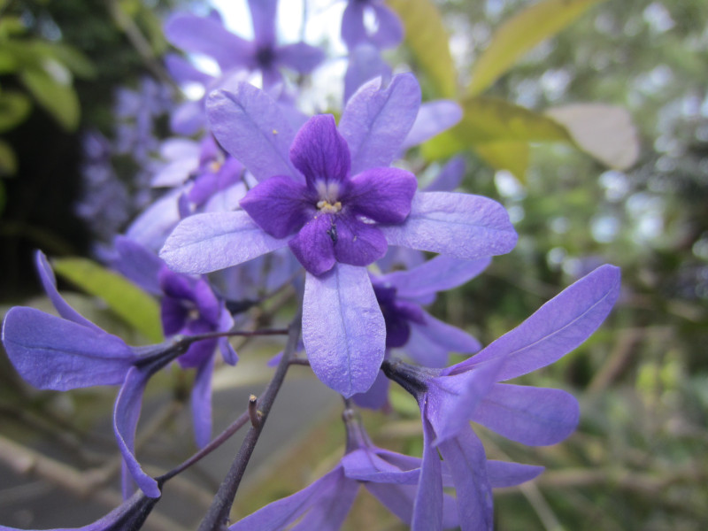 petrea-volubilis
