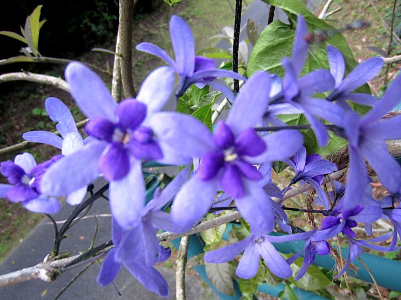 petrea-volubilis