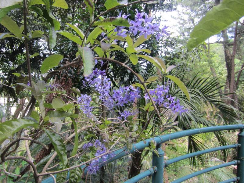 petrea-volubilis
