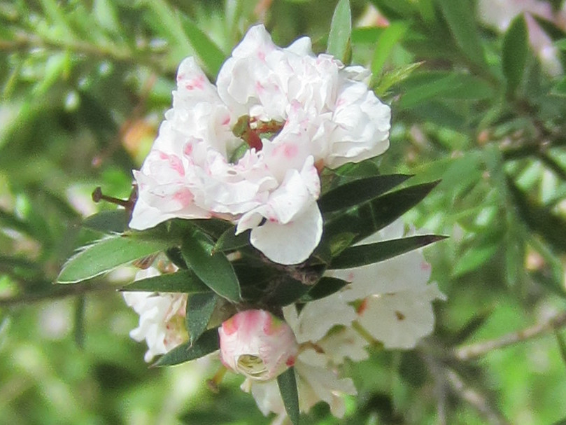 leptospermum-scoparium_large