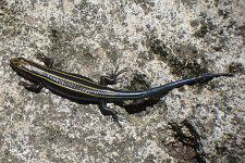 ニホントカゲ image.jpg