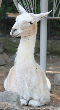 ラマ Llama かぎけんweb