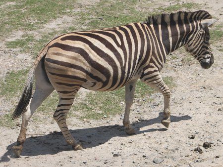 シマウマ 縞馬 かぎけんweb