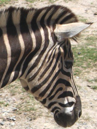 シマウマ 縞馬 かぎけんweb