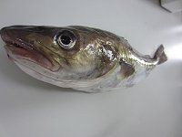 マダラ 真鱈 かぎけんweb