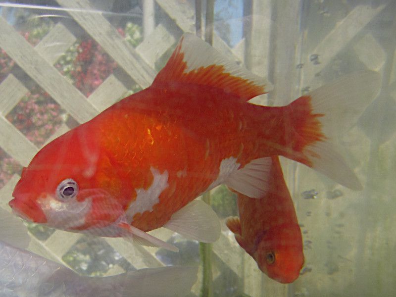 金魚