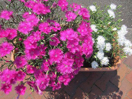 ナデシコ半八重濃桃と白一緒植え