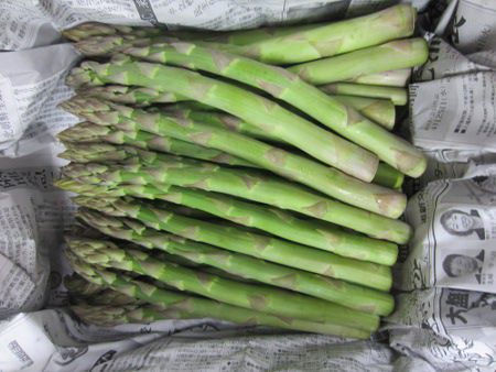 AXpKXEIbtBLiX 'ANZ'(Asparagus officinalis)FHpAXp