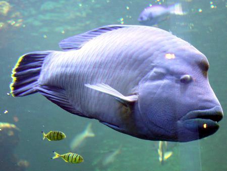メガネモチノウオ 眼鏡持ちの魚 かぎけんweb メガネモチノウオ 眼鏡持ちの魚 かぎけんweb