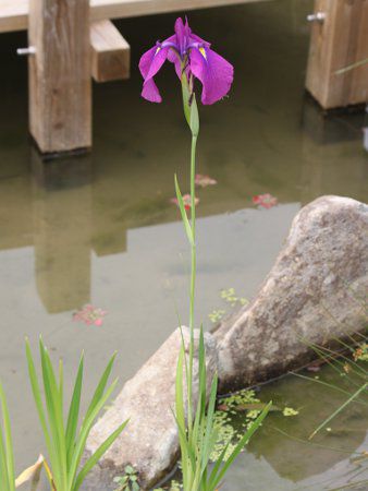 ノハナショウブ(野花菖蒲)