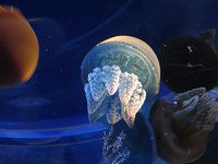 J[WF[tBbV(Color Jellyfish)