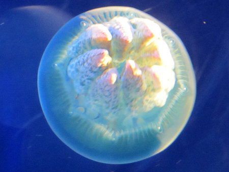 ばしひめ様　　Jellyfish　ジェリーフィッシュ　グレー カラージェリーフィッシュ（Color Jellyfish）【かぎけんWEB】