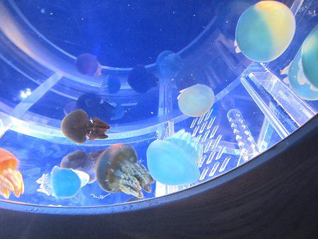 カラージェリーフィッシュ Color Jellyfish かぎけんweb