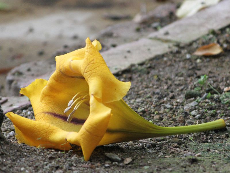 ゴールデン・カップ | Solandra maxima | かぎけん花図鑑