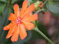 NjXEn[QAi(Lychnis haageana)