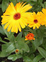 キンセンカ（金盞花）【かぎけんWEB】