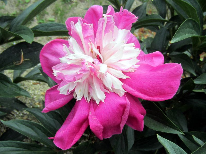 ベスト50 芍薬 別名 最高の花の画像 ベスト50 芍薬 別名 最高の花の画像