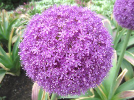 アリウム ギガンテウム Allium Giganteum かぎけんweb