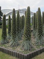 GLEEEBhvbeC(Echium wildpretii)17
