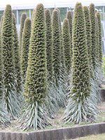 GLEEEBhvbeC(Echium wildpretii)18
