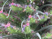 GLEEEBhvbeC(Echium wildpretii)20