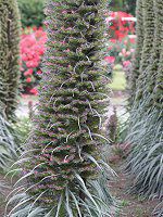 GLEEEBhvbeC(Echium wildpretii)21