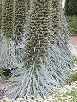 GLEEEBhvbeC(Echium wildpretii)22