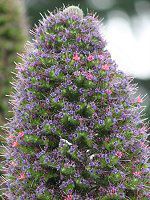 GLEEEBhvbeC(Echium wildpretii)23