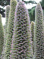 GLEEEBhvbeC(Echium wildpretii)24