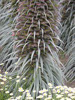 GLEEEBhvbeC(Echium wildpretii)25