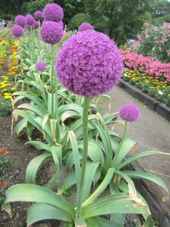 アリウム ギガンテウム Allium Giganteum かぎけんweb