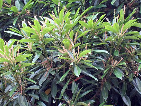 マテバシイ 全手葉椎 かぎけんweb