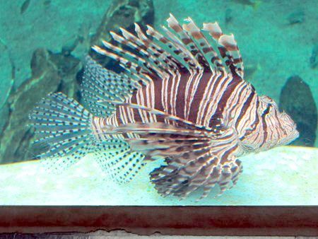 ハナミノカサゴ 花蓑笠子 かぎけんweb