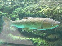 ソウギョ（草魚）【かぎけんWEB】