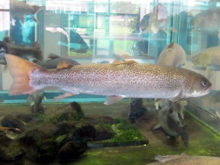 幻の魚 イトウ 伊当 かぎけんweb 幻の魚 イトウ 伊当 かぎけんweb