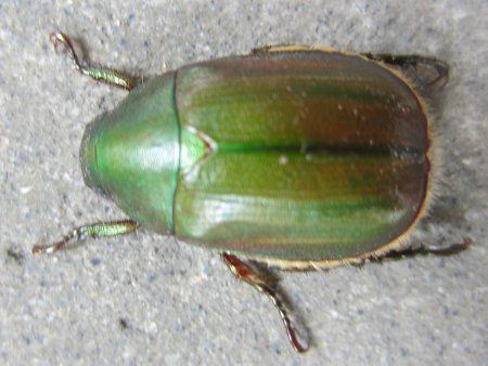 アオドウガネ 青銅鉦 コガネムシに似た昆虫