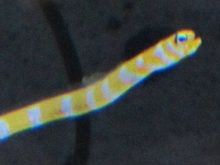 ニシキアナゴ 錦穴子 かぎけんweb ニシキアナゴ 錦穴子 かぎけんweb