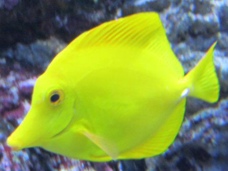 すみだ水族館の生き物 12年7月7日 かぎけんweb