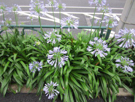 AKpTX(Agapanthus)